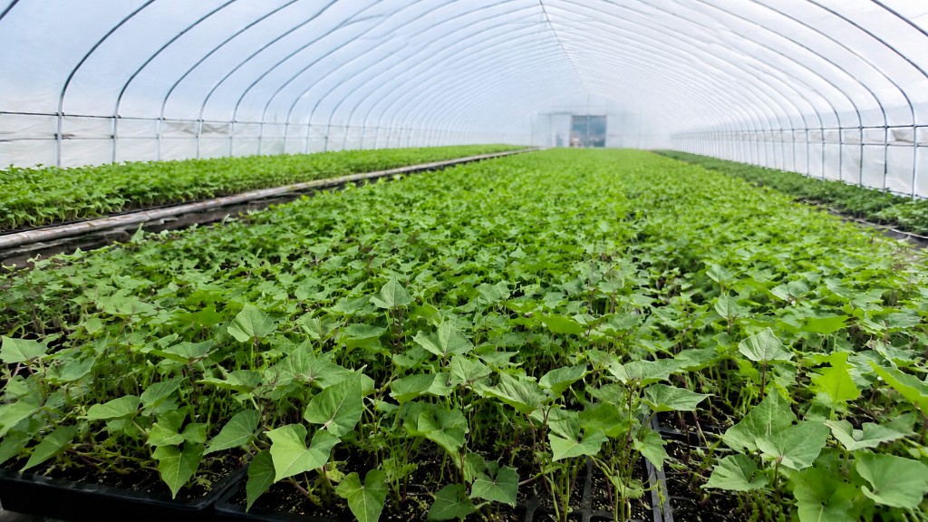 Greenhouse seedling cultivation